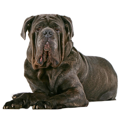 Neapolitan mastiff hot sale history